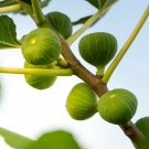 Ficus carica Plant 2.5" Tall Ischia Fig Tree Live Plant