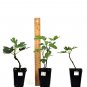 Ficus carica Plant 2.5" Tall Ischia Fig Tree Live Plant