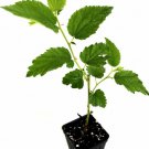 Muntingia calabura Plant 2.5" Tall Yellow Jamaican Cherry Tree Live Plant
