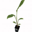 Boesenbergia rotunda Plant 2.5" Tall Chinese Keys Galangal Ginger Live Plant