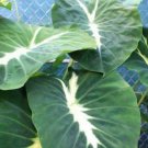Colocasia Plant 2.5" Tall Nancyana Elephant Ear Live Plant Taro