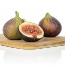 Ficus carica Plant 2.5" Tall Fig Live Plant, GE Neri