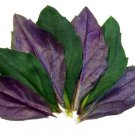 Gynura crepioide Plant 2.5" Tall Okinawa Spinach Edible Live Plant, Bicolor Okinawan