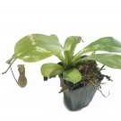 Nepenthes Plant 2.5" Tall Alata Pitcher Plant Live Carnivorous Plant