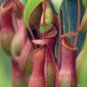 Nepenthes Plant 2.5" Tall Alata Pitcher Plant Live Carnivorous Plant