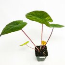 Alocasia sarawakensis Plant 2.5" Tall Yucatan, Yucatán Princess Elephant Ear