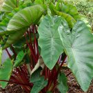 Colocasia Plant 2.5" Tall Hawaiian Punch Elephant Ear Live Plant