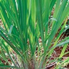 Cymbopogon Citratus Plant 3" Tall Lemon Grass Live Plant
