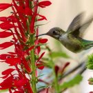 Lobelia Cardinalis Plant 2.5" Tall Cardinal Flower Live Plant