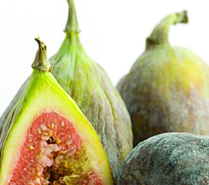 Ficus Plant 2.5" TallFicus Carica Plant 2.5" Tall Brown Turkey Fig Tree, California San Pedro