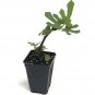 Ficus Plant 2.5" TallFicus Carica Plant 2.5" Tall Brown Turkey Fig Tree, California San Pedro