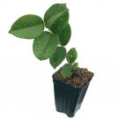 Eugenia Neonitida Plant 2.5" Tall Brazilian Pitangatuba, Star Cherry Live Plant