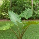 Alocasia Plant 2.5" Tall Portora Elephant Ear Live Plant