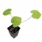 Colocasia Plant 2.5" Tall Maui Gold Elephant Ear Live Plant Taro Royal Hawaiian
