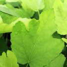 Ficus carica Plant 2.5" Tall Higo, Texas Everbearing Fig Tree Live Plant