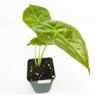 Alocasia Plant 3" Tall Mayan Mask Elephant Ear Live Plant