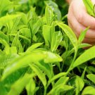 Camellia sinensis Plant 2.5" Tall Variety Assamica, Tea Plant