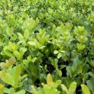Ilex paraguariensis Plant 2.5" Tall Yerba Mate Live Plant