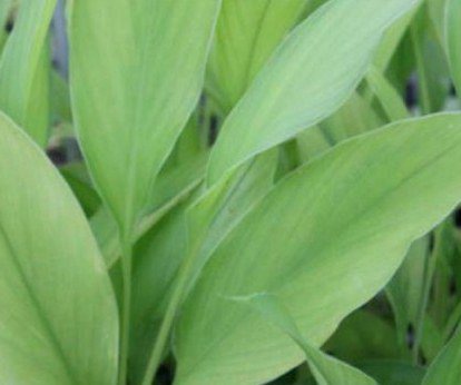 Curcuma longa Plant 2.5" Tall Yellow Turmeric Ginger Live Plant