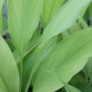 Curcuma longa Plant 2.5" Tall Yellow Turmeric Ginger Live Plant