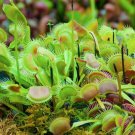 Dionaea muscipula Plant 1.5" Tall Venus Fly Trap Live Carnivorous Plant