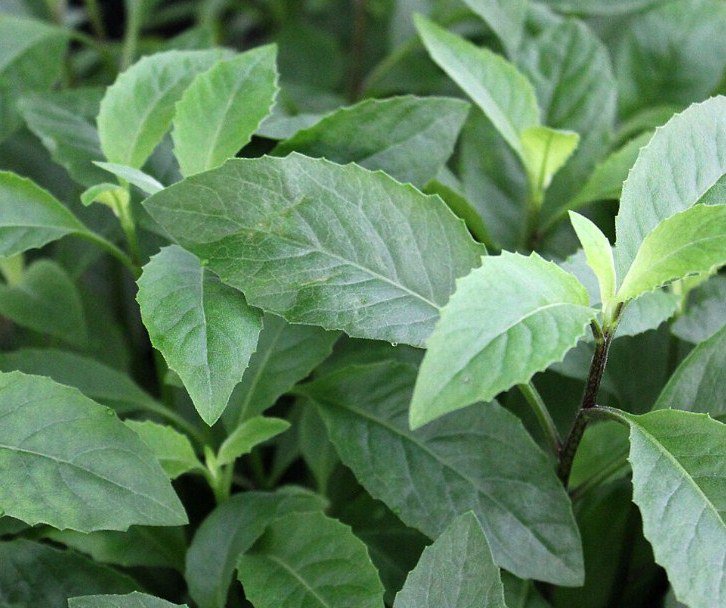 Gynura procumbens Plant 2.5" Tall Longevity Spinach Live Plant