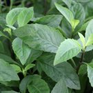 Gynura procumbens Plant 2.5" Tall Longevity Spinach Live Plant