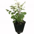 Breynia distachia Plant 3" Tall Sweet Pea Bush/Snow Bush Live Plant, Snowbush