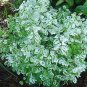 Breynia distachia Plant 3" Tall Sweet Pea Bush/Snow Bush Live Plant, Snowbush