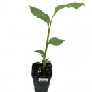 Aframomum melegueta Plant 3" Tall Aframomum melegueta Ginger Live Plant