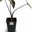 Colocasia esculenta Plant 2.5" Tall Tropical Storm Elephant Ear Live Plant