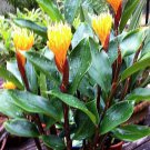 Burbidgea schizocheila Plant 2.5" Tall Golden Brush Dwarf Ginger Live Plant