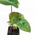 Alocasia Plant 3" Tall Serendipity Elephant Ear Live Plant