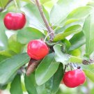 Malpighia emarginata Plant 2.5" Tall Acerola, Barbados Cherry Live Plant