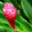 Alpinia purpurata Plant 2.5" Tall Hot Pink Ginger Live Flowering Plant
