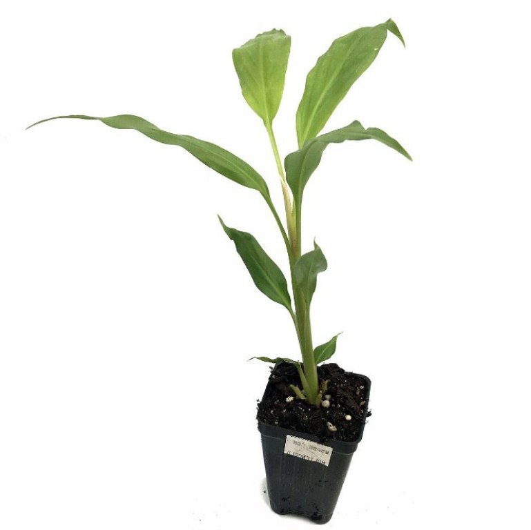 Hedychium Plant 3" Tall Dwarf Habit, Molten Gold ppaf Ginger Live Plant