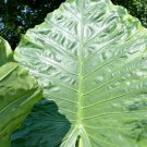 Alocasia Plant 3" Tall Borneo King Elephant Ear Live Plant Starter