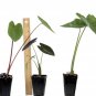 Alocasia Plant 3" Tall Borneo King Elephant Ear Live Plant Starter