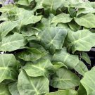 Alocasia Plant 2.5" Tall Mini Portora, Elephant Ear Live Plant