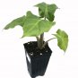 Alocasia Plant 2.5" Tall Mini Portora, Elephant Ear Live Plant