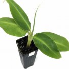 Musa Plant 2.5" Tall Truly Tiny Banana Tree Live Plant