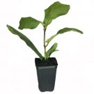 Ficus lyrata Plant 2.5" Tall Leaf Fig Live Plant Fiddleleaf Fig Bush Tree, Suncoast Fiddle