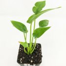 Alocasia Plant 3" Tall Tiny Dancers, Tiny Dancer Elephant Ear Live Plant