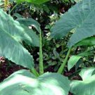 Alocasia macrorrhiza Plant 2.5" Tall Borneo Giant Elephant Ear Live Plant