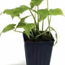 Alocasia gagaena Plant 2.5" Tall California Elephant Ear Live Plant