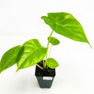 Alocasia Plant 3" Tall Kuching Mask ppaf Elephant Ear Live Plant Taro