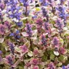 1 Live Potted Plant Shade Ajuga Princess Nadia 2" Pot