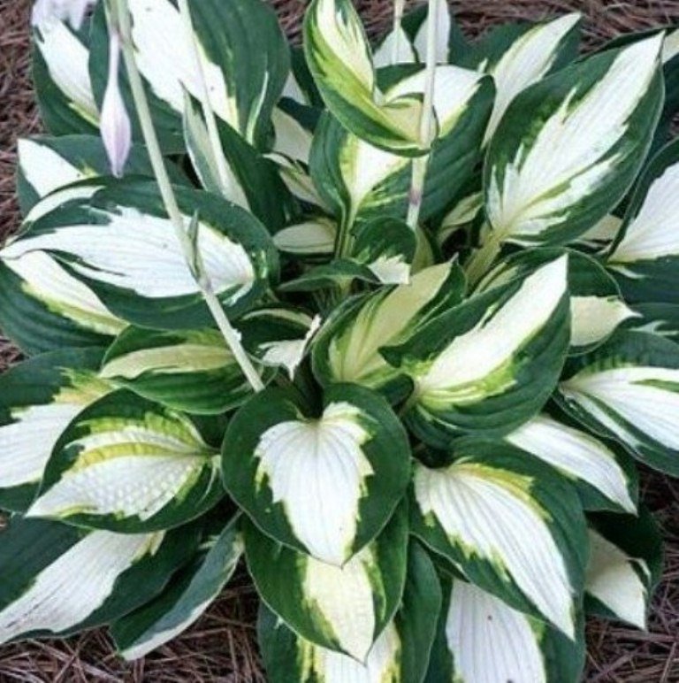 1 Live Potted Plant Hosta Vulcan Medium White 2.5" Pot