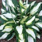 1 Live Potted Plant Hosta Vulcan Medium White 2.5" Pot