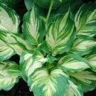 1 Live Potted Plant Hosta Lakeside Paisley Print 2.5" Pot